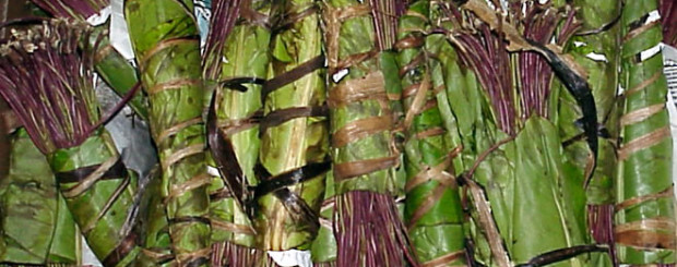 Khat stimulant banned as illegal class C drug in the UK